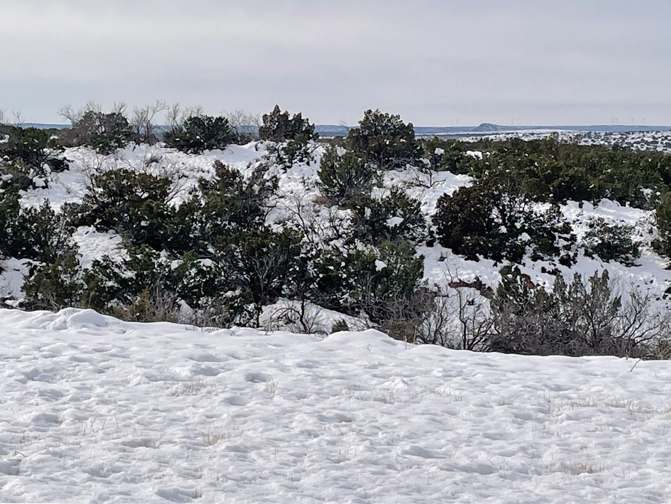 MATADOR RECORD Matador measured a whopping 11 inches of snow, which wet snow weighed down trees and power lines but created a picturesque scene as our newspaper courier droveTexas Highway 70. | DELISA SOLES PHOTO