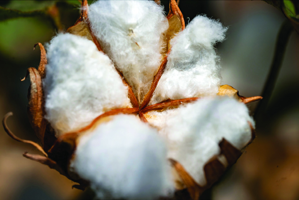 WEATHER EFFECTS will likely make cotton prices volatile until the market has a good estimate of how many cotton bales will be produced. | TEXAS A&amp;M AGRILIFE PHOTO