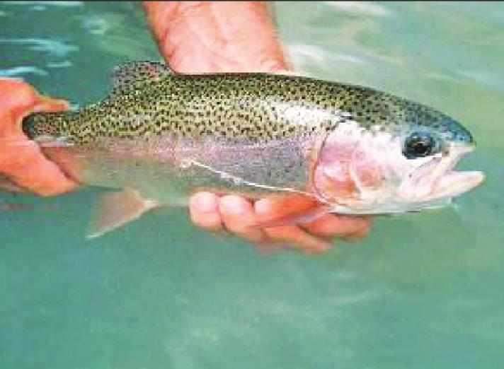 NO TROUT ABOUT IT Caprock Canyon State Park’s Lake Theo is scheduled to receive 1,700 Rainbow Trout this winter. | COURTESY PHOTO
