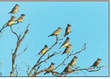 CEDAR WAXWINGS