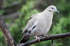 DOVE SEASON There will be an estimated 12.8 million whitewinged doves—a record high, and more than 34 million mourning doves—this year. | TEXAS PARK &amp; WILDLIFE DEPT PHOTO