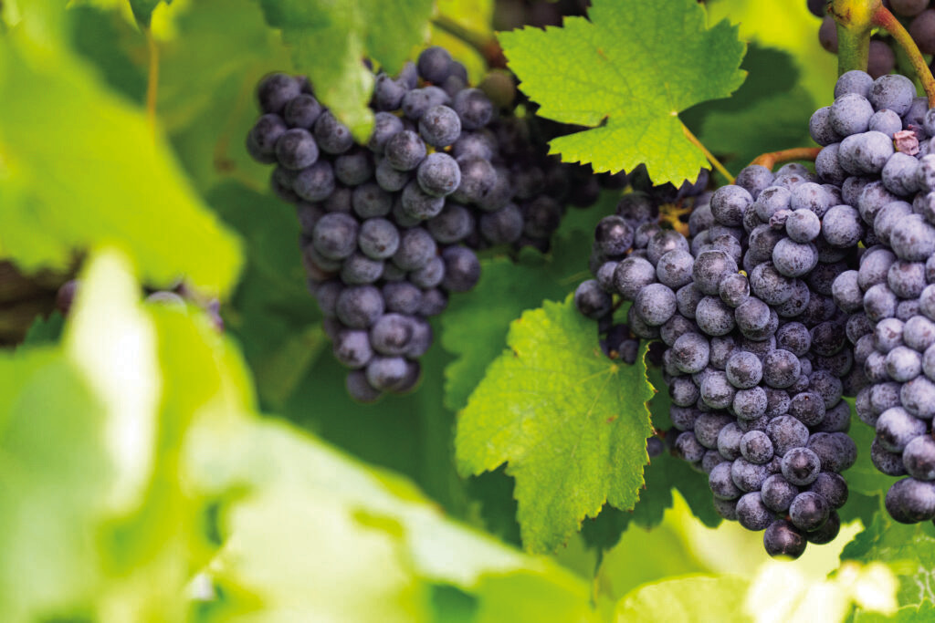 GOINGGRAPE People interested in learning more about growing grapes in the Panhandle region can attend the Panhandle Grape and Wine Tour on Oct. 21.