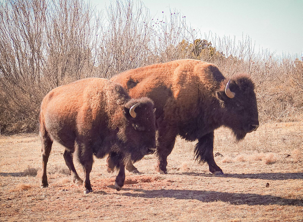 Guardians of the Red Rock: Bison Return to Caprock Canyons