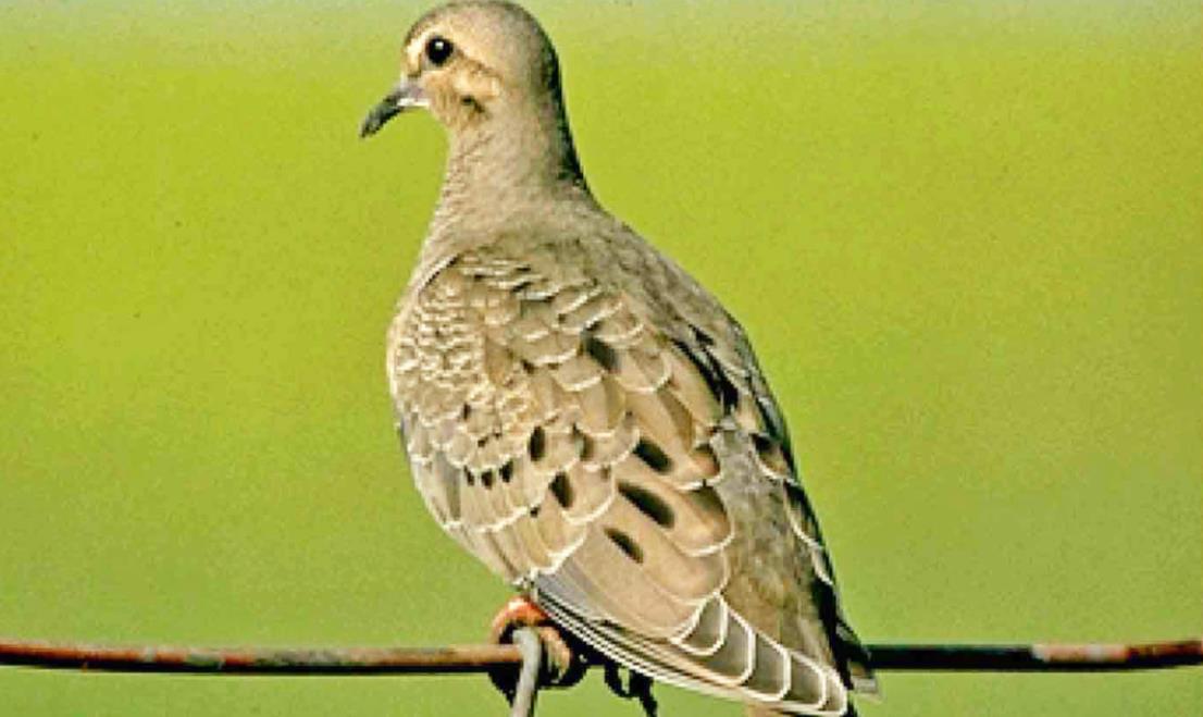 Despite Winter Storm Uri, resilient Texas dove