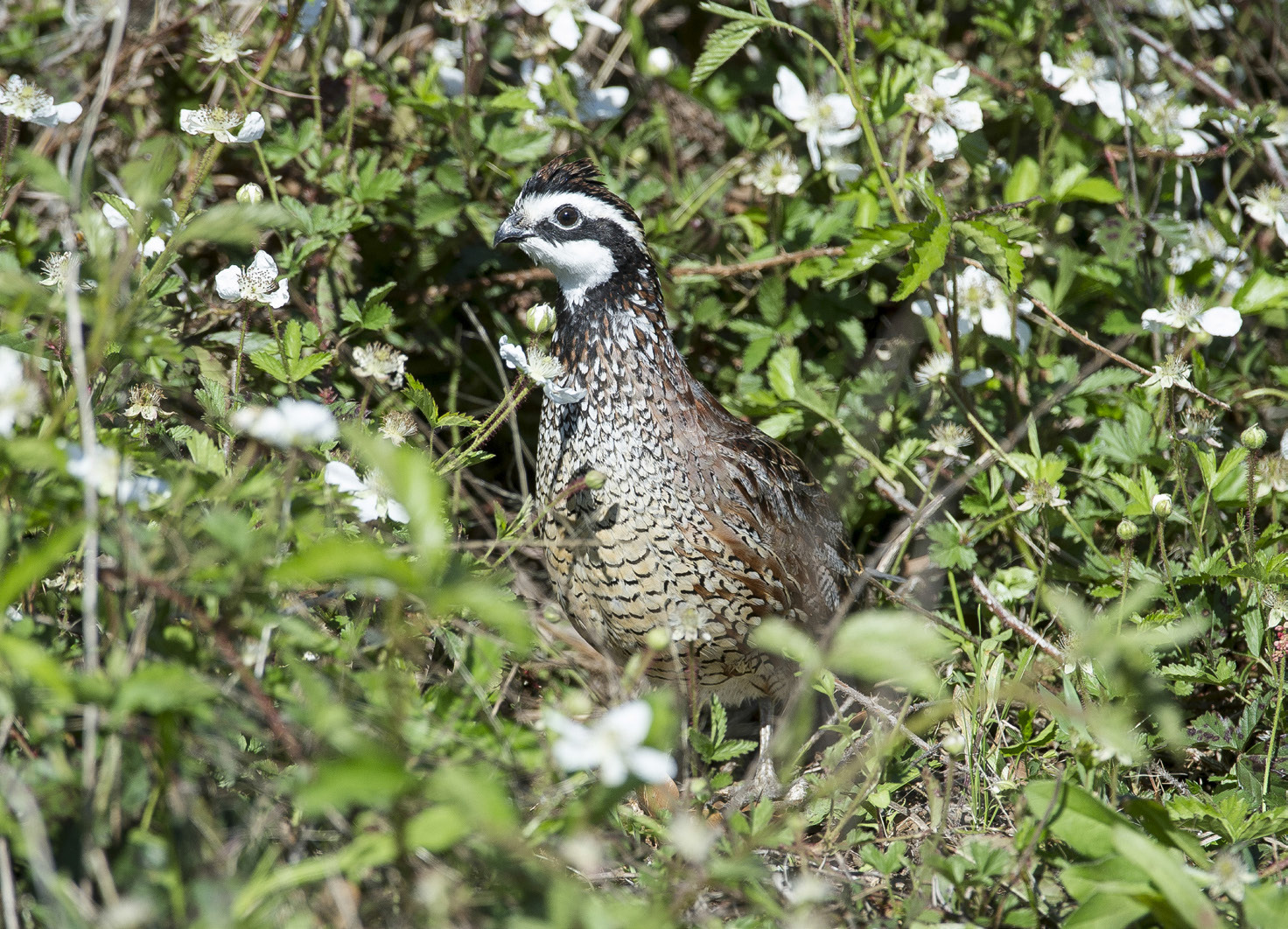 GOOD SEASON ANTICIPATED Texas Parks and Wildlife Department biologists are encouraged by the numbers in this year’s roadside quail surveys and anticipate a good season for hunters. especially in the Rolling Plains. | TPWD PHOTO