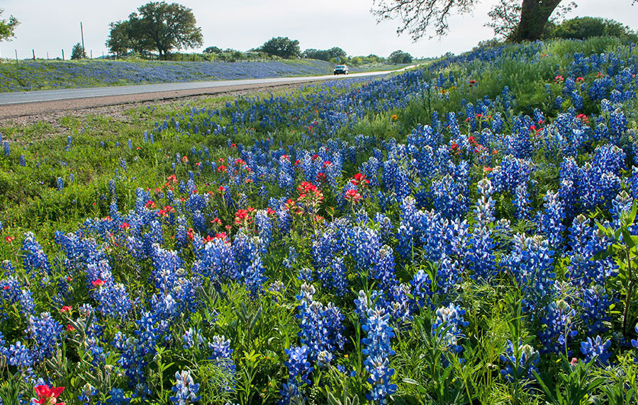 BLUE HIGHWAYS As early as the 1930s the Texas Highway Department ensured wildflowers would be part of right-of-way landscaping. | TxDOT