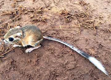 THE TEXAS KANGAROO RAT has lost habitat in 11 counties: Archer, Baylor, Childress, Clay, Cottle, Foard, Hardeman, Montague, Motley, Wichita and Wilbarger. | TPWD PHOTO