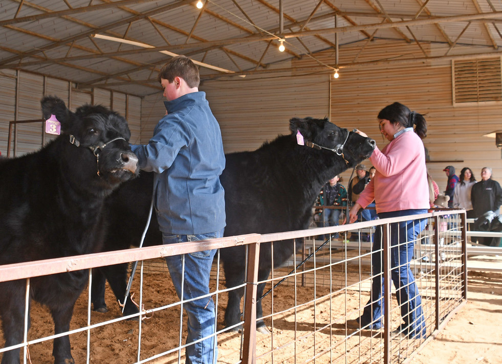 HEIFERS JACELYN