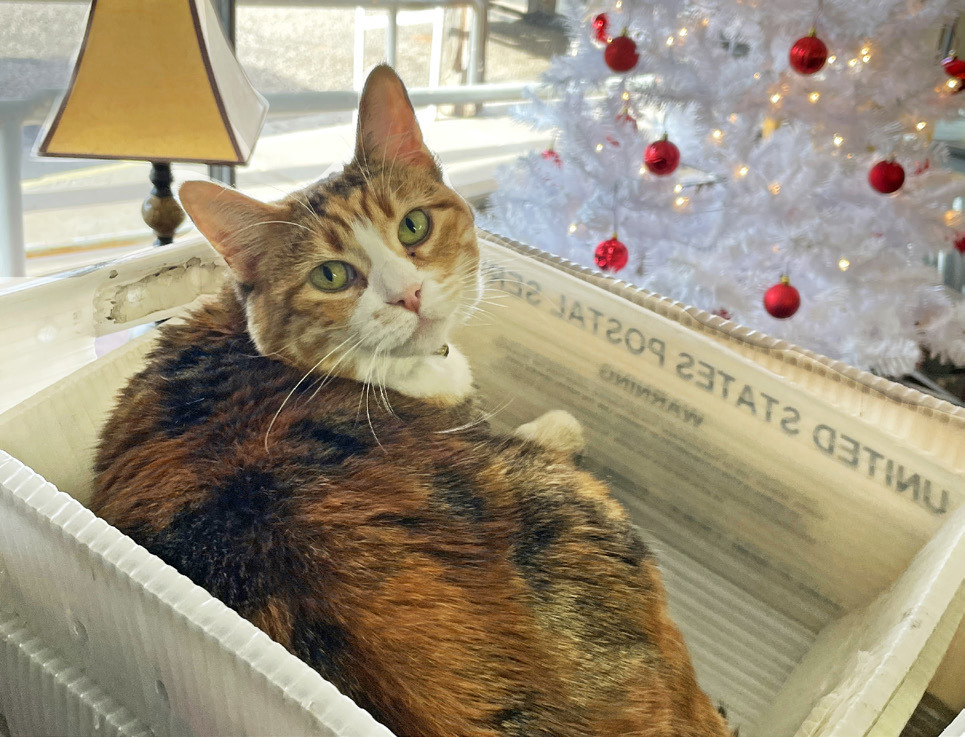 SANTA CLAWS Newspaper cat Governor (the orange tabby) reminds subscribers to send in their changes of address promptly after moving, rather than allowing USPS forwarding to lapse. Not only does the Postal Service charge almost a dollar for a returned newspaper—you’re missing out on every issue that gets sent back to us! | CAPROCK COURIER