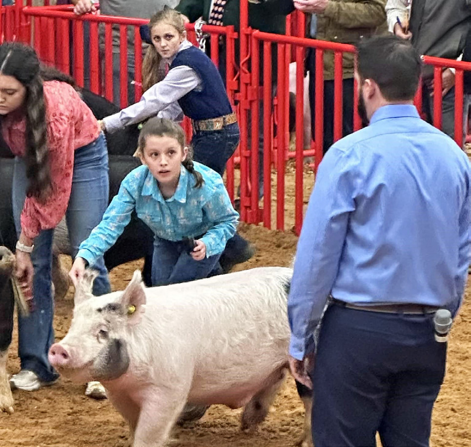 MOTLEY IN FORT WORTH Marli Osborn represented Motley County at the market barrow show at the Fort Worth Stock Show last week. | COURTESY PHOTO