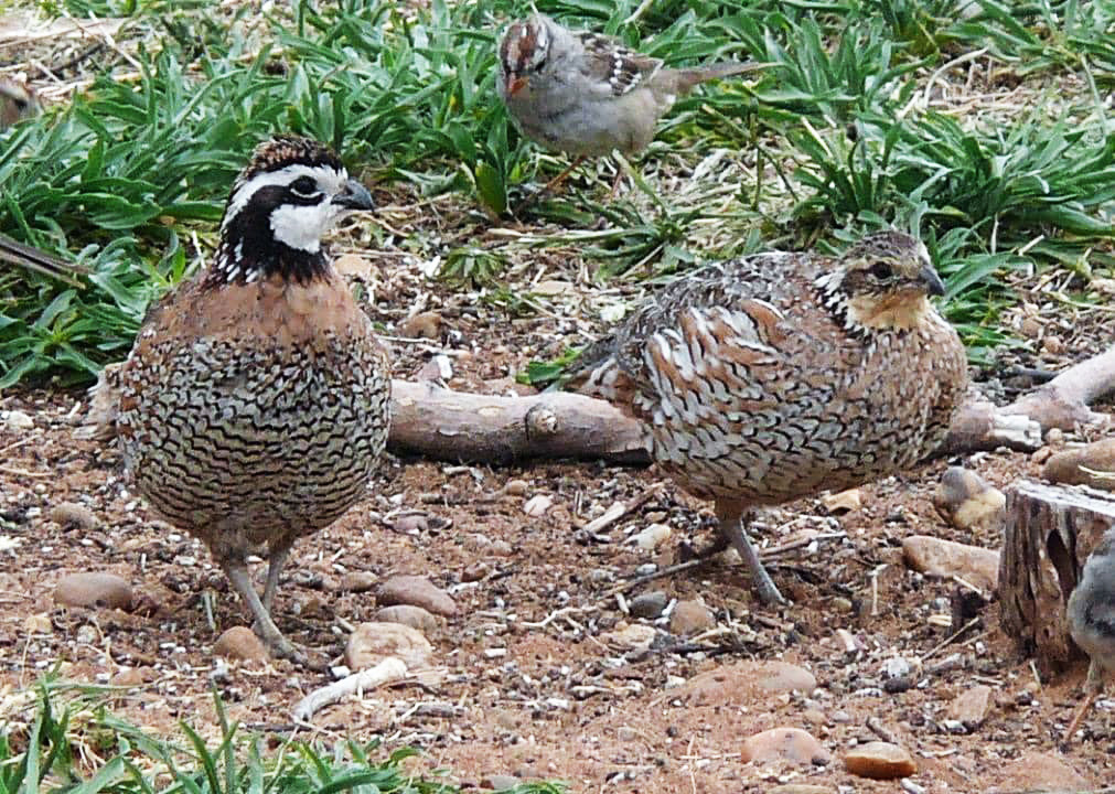 QUAIL SEASON ENDS Matador Wildlife Management Area (Texas Parks and Wildlife) wrapped up its quail season last week, with numbers better than in several years. The area had 421 hunter check-ins, with hunters spending 792 days in the field and harvesting 835 quail. Even at the end of the season many hunters were bumping several coveys a day, with some coveys having 15+ birds.The organization said that they should have good carryover into the breeding season. | COURTESY PHOTO