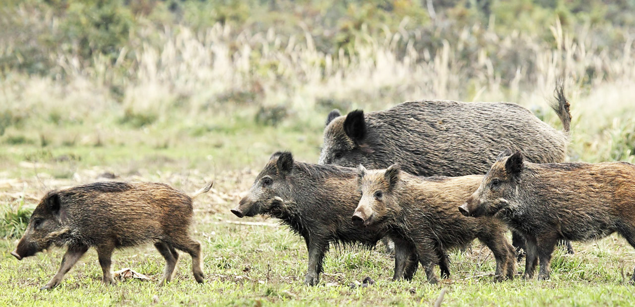 Why feral pig management is essential for new landowners