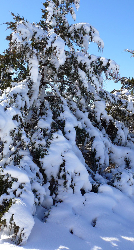 SPOTLIGHT ON SNOW DAY SUNDAY, CCSP IN SNOW
