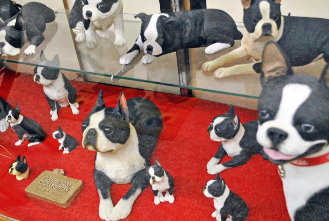 BOB HAMBRIGHT has been collecting memorabilia featuring Boston Terriers for years. His collection of thousands of items is on display at his Boston Terrier Museum at 206 W Houston Street in Floydada, in the former medical building. Call (806) 983-5010 to arrange a visit. | BARBARA BRANNON PHOTOS
