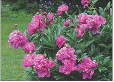 FORPERFECTPEONIES set roots with buds into a shallow bed not more than 1 inch depth. Roots placed too deeply may produce shoots the next season but will fail to bloom. These need to be replanted. After moving a peony expect it to take several years to bloom. | iSTOCK PHOTO