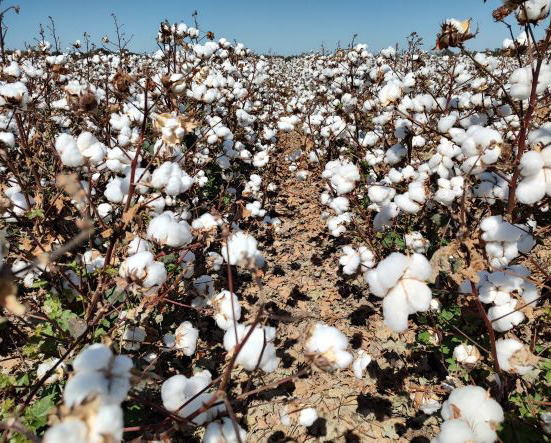 EARLY COTTON INDICATORS This year's cotton crop is causing cautious optimism after two challenging years. | TEXAS AGRILIFE PHOTO