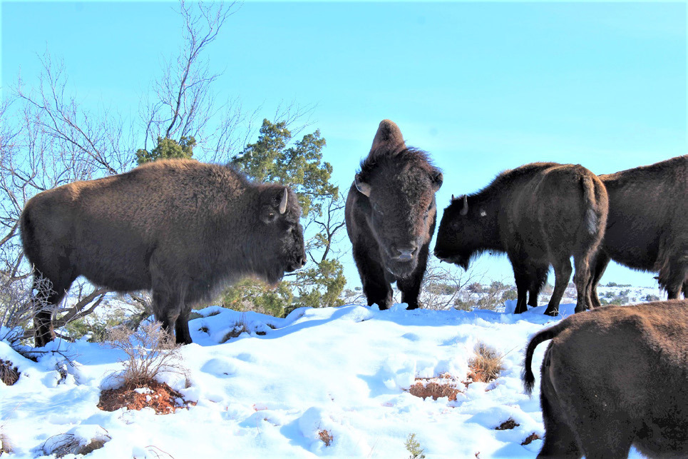 SNOW ON THE RANGE The historic bison herd at Caprock Canyons State Park grazed among the drifts in last week’s snowstorm. | CCSP PHOTO