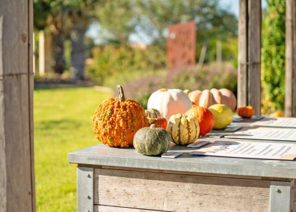 It’s science: Why a pumpkin is actually a