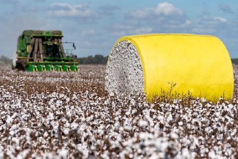 JANUARY 16 The cotton market will be one of the topics discussed at the 2024 Southeast Panhandle Agriculture Conference Jan. 16 in Clarendon. | TEXAS A&amp;M AGRILIFE PHOTO