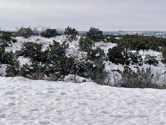 MATADOR RECORD Matador measured a whopping 11 inches of snow, which wet snow weighed down trees and power lines but created a picturesque scene as our newspaper courier droveTexas Highway 70. | DELISA SOLES PHOTO