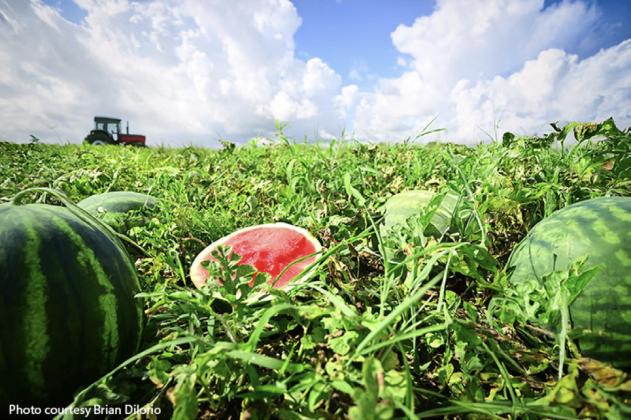 WATERMELONS ALMOST READY— but don’t harvest too early, because a melon will not get any riper after it has been harvested. | TEXAS FARM BUREAUY PHOTO BY BRIAN DiLORIO.png