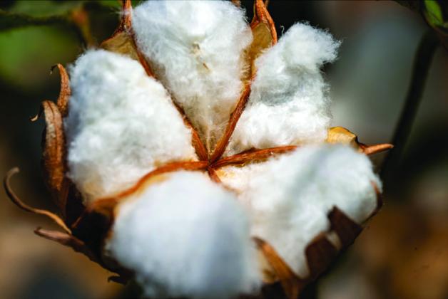 WEATHER EFFECTS will likely make cotton prices volatile until the market has a good estimate of how many cotton bales will be produced. | TEXAS A&amp;amp;M AGRILIFE PHOTO