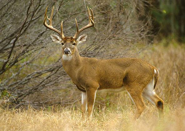 Star Feed and Seed Big Buck Contest underway