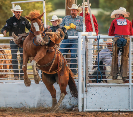 ROARING SPRINGS RIDING Tongue River Ranch bronc rider Braiden Obermier raced out of the chute at the 100th Annual Motley-Dickens Old Settlers Ranch Rodeo in Roaring Springs Saturday night. Area ranches also competed in sorting, doctoring and branding. Longtime Dickens County resident Bob Forbis was recognized as the county’s oldest living male. | PAUL ROBERTS PHOTOS