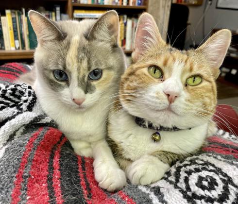 NEWSHOUNDS—UM, NEWSCATS Lois (left) and the Governor will miss getting to supervise Tuesday night mailroom operations in Spur now that those steps will be handled at the press. | CAPROCK COURIER