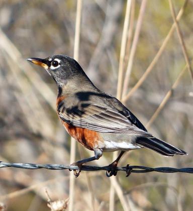AMERICAN ROBIN