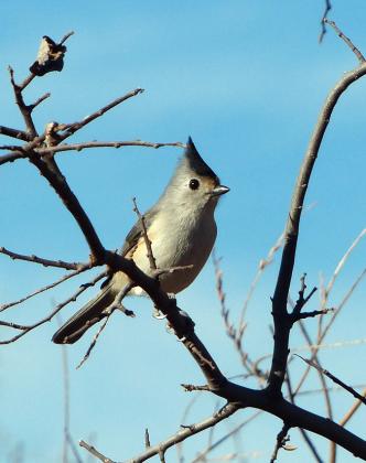 BLACK-CRESTED TITMOUSE