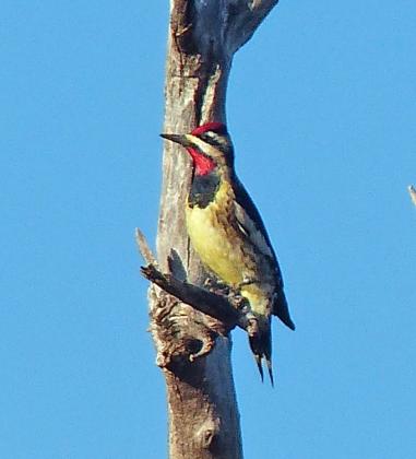 ELLOW-BELLIED SAPSUCKER