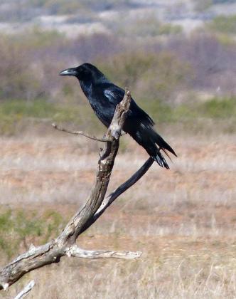 CHIHUHUAN RAVEN