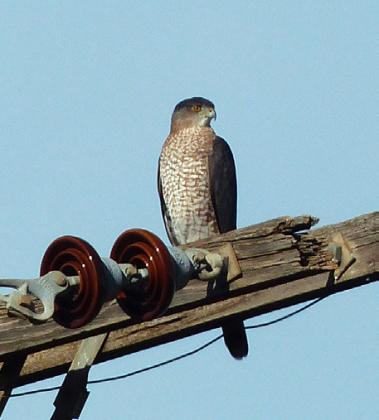 COOPER'S HAWK