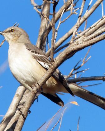 NORTHERN MOCKINGBIRD