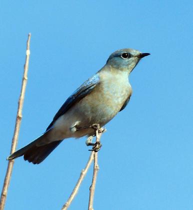 MOUNTAIN BLUEBIRD