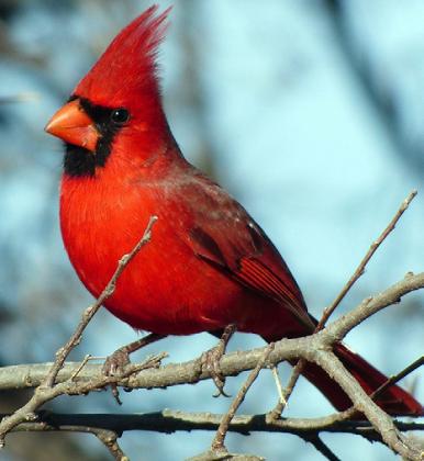 NORTHERN CARDINAL