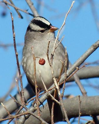 WHITE-CROWNED SPARROW