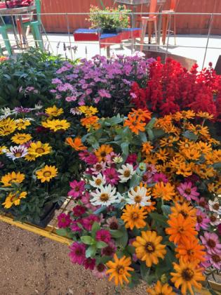 Chelle’s Garden grows in