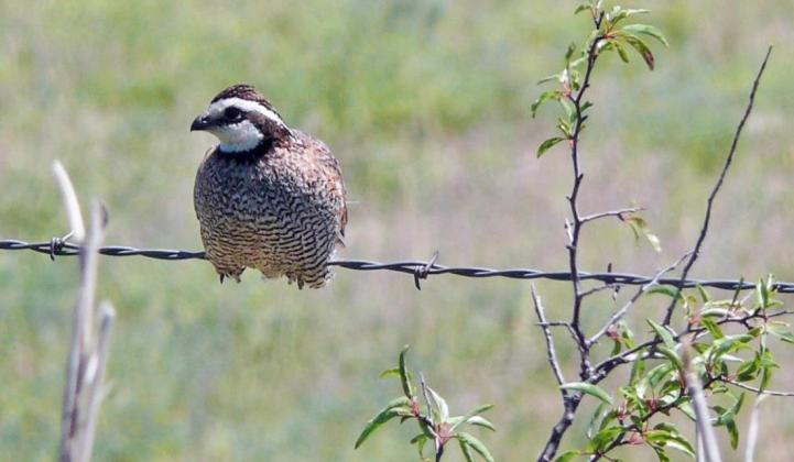 Matador Wildlife Refuge reports quail count worse than 2011