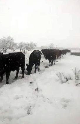 SPOTLIGHT ON SNOW DAY ACROSS CAPROCK COUNTRY