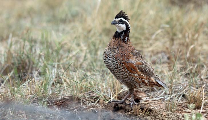 100th Quail Appreciation Day set for May 17