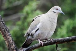 DOVE SEASON There will be an estimated 12.8 million whitewinged doves—a record high, and more than 34 million mourning doves—this year. | TEXAS PARK &amp;amp; WILDLIFE DEPT PHOTO