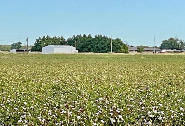 HIGH COTTON “Cotton prices are high due to short supply and heavy demand. A third of China’s economy is textiles, and the demand for West Texas cotton is at historic levels,” said Memphis, Texas buyer Kevin Huddleston. “This will be good for area producers.”
