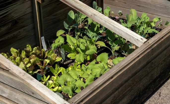 OLD FRAMES are used in the spring to get an early start for sowing seedlings and hardening off transplants and in the autumn for protecting crops from winter frosts. | iSTOCK PHOTO