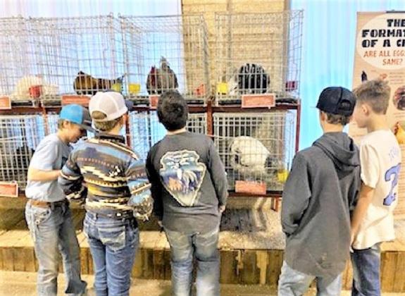 SPOTLIGHT ON VALLEY AT FORT WORTH STOCK SHOW