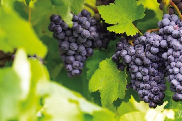 GOINGGRAPE People interested in learning more about growing grapes in the Panhandle region can attend the Panhandle Grape and Wine Tour on Oct. 21.