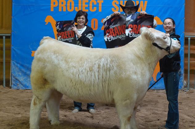 STEER GRAND CHAMPION TARA POUNDS