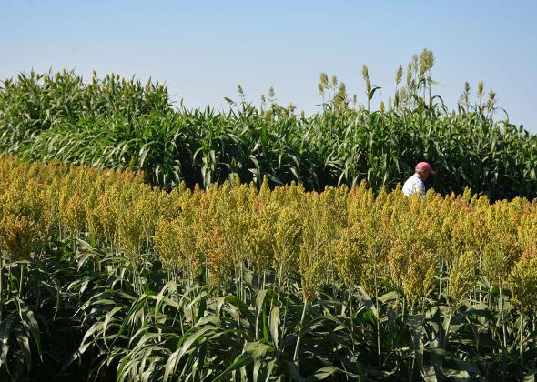 SORGHUM SAVVY The Texas A&amp;amp;M AgriLife High Plains Research and Extension Center at Canyon will host the annual Forage Sorghum Plot Tour from 9-11 a.m. on Aug. 25 at the AgriLife Research station at Bushland. | KAY LEDBETTER/ TEXAS A&amp;amp;M AGRILIFE PHOTO