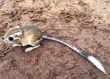 THE TEXAS KANGAROO RAT has lost habitat in 11 counties: Archer, Baylor, Childress, Clay, Cottle, Foard, Hardeman, Montague, Motley, Wichita and Wilbarger. | TPWD PHOTO